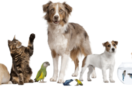 pets1